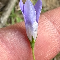 Wahlenbergia capillaris at Kangaroo Valley, NSW - suppressed