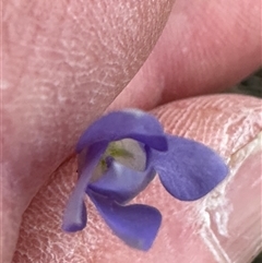 Wahlenbergia capillaris at Kangaroo Valley, NSW - suppressed