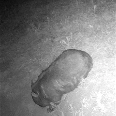 Vombatus ursinus (Common wombat, Bare-nosed Wombat) at Kangaroo Valley, NSW - 9 Nov 2024 by lbradley