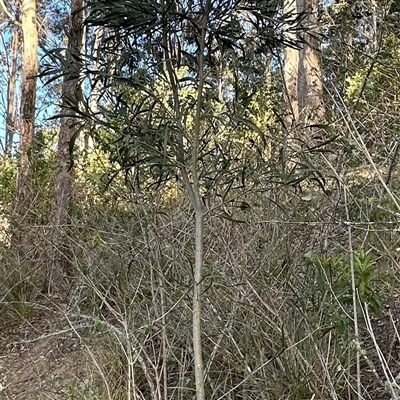 Acacia maidenii (Maiden's Wattle) at Kangaroo Valley, NSW by lbradley