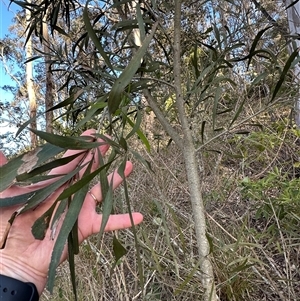 Acacia maidenii at suppressed - suppressed