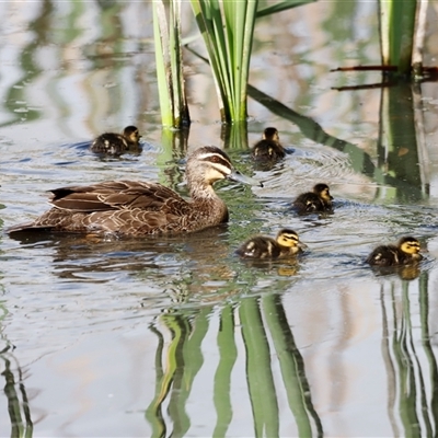 Anas superciliosa (Pacific Black Duck) at Fyshwick, ACT - 8 Nov 2024 by JimL