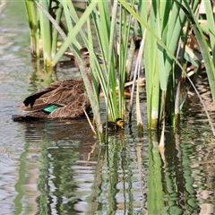 Anas superciliosa at Fyshwick, ACT - 9 Nov 2024