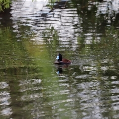 Oxyura australis (Blue-billed Duck) at Fyshwick, ACT - 8 Nov 2024 by JimL