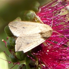 Mythimna (Pseudaletia) convecta (Common Armyworm) at Braemar, NSW - 31 Oct 2024 by Curiosity