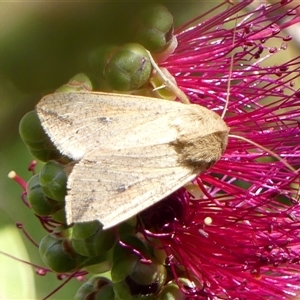 Mythimna (Pseudaletia) convecta at Braemar, NSW - 31 Oct 2024