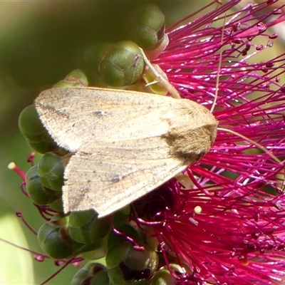 Mythimna (Pseudaletia) convecta (Common Armyworm) at Braemar, NSW - 30 Oct 2024 by Curiosity