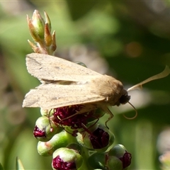 Mythimna (Pseudaletia) convecta at Braemar, NSW - 31 Oct 2024