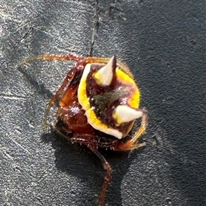 Poecilopachys australasia at Kangaroo Valley, NSW - suppressed