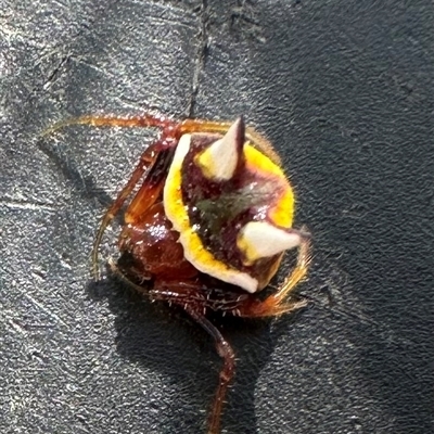 Poecilopachys australasia (Two-spined spider) at Kangaroo Valley, NSW - 9 Nov 2024 by lbradley