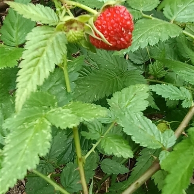 Rubus rosifolius var. rosifolius at Beechwood, NSW - 5 Oct 2024 by MVM