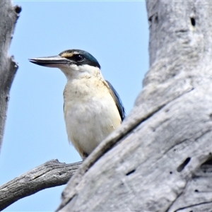 Todiramphus sanctus at Weetangera, ACT - 9 Nov 2024 10:14 AM