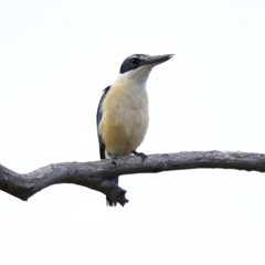 Todiramphus sanctus at Weetangera, ACT - 9 Nov 2024