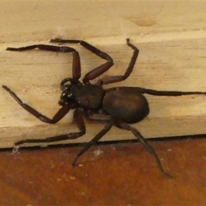 Trachycosmidae (family) (Flat spiders) at Braemar, NSW by Curiosity