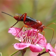 Lissopimpla excelsa (Orchid dupe wasp, Dusky-winged Ichneumonid) at Braemar, NSW - 3 Nov 2024 by Curiosity