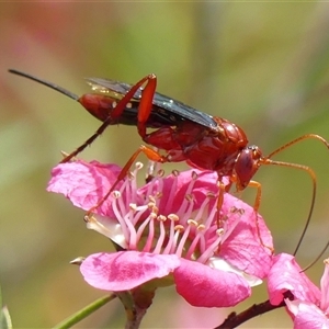 Lissopimpla excelsa (Orchid dupe wasp, Dusky-winged Ichneumonid) at Braemar, NSW by Curiosity