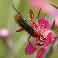 Lissopimpla excelsa at Braemar, NSW - 3 Nov 2024