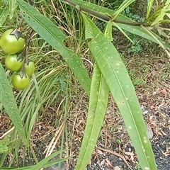 Solanum aviculare by MVM