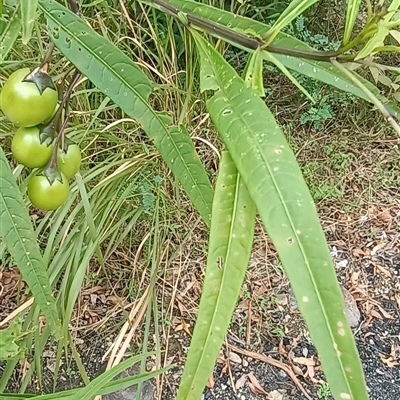 Solanum aviculare at Pipeclay, NSW - 5 Oct 2024 by MVM