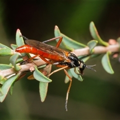 Ectinorhynchus sp. (genus) (A Stiletto Fly) at Downer, ACT - 9 Nov 2024 by RobertD