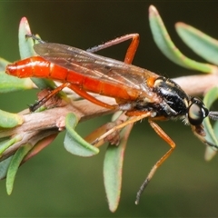 Ectinorhynchus sp. (genus) at Downer, ACT - 9 Nov 2024