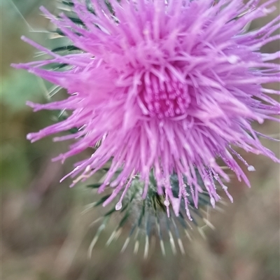 Cirsium vulgare at Pipeclay, NSW - 1 Nov 2024 by MVM