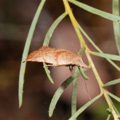 Tortricopsis pyroptis (A Concealer moth (Wingia Group)) at Downer, ACT - 9 Nov 2024 by RobertD