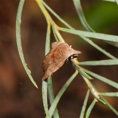 Tortricopsis pyroptis at Downer, ACT - 9 Nov 2024