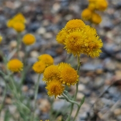 Chrysocephalum apiculatum (Common Everlasting) at Towrang, NSW - 9 Nov 2024 by trevorpreston