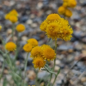 Chrysocephalum apiculatum at Towrang, NSW - 9 Nov 2024