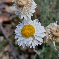 Leucochrysum albicans subsp. tricolor (Hoary Sunray) at Towrang, NSW - 9 Nov 2024 by trevorpreston