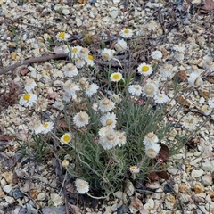 Leucochrysum albicans subsp. tricolor at Towrang, NSW - 9 Nov 2024