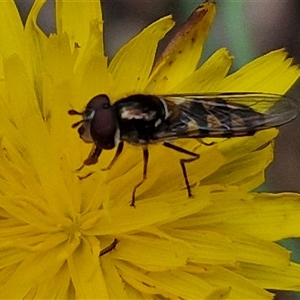 Melangyna viridiceps at Towrang, NSW - 9 Nov 2024 11:03 AM