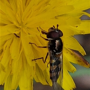 Melangyna viridiceps at Towrang, NSW - 9 Nov 2024 11:03 AM