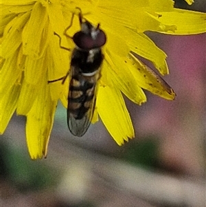 Melangyna viridiceps at Towrang, NSW - 9 Nov 2024 11:03 AM