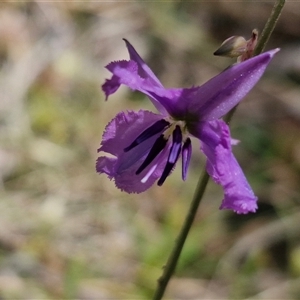 Arthropodium fimbriatum at Towrang, NSW - 9 Nov 2024