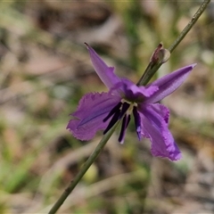 Arthropodium fimbriatum at Towrang, NSW - 9 Nov 2024