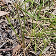 Arthropodium fimbriatum at Towrang, NSW - 9 Nov 2024