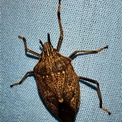 Poecilometis strigatus (Gum Tree Shield Bug) at Goulburn, NSW - 7 Nov 2024 by glbn1