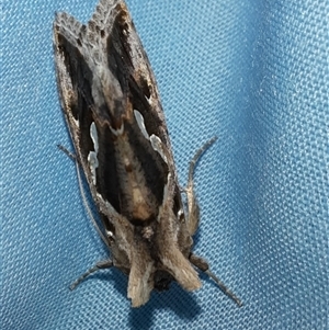 Chrysodeixis argentifera at Goulburn, NSW - 7 Nov 2024