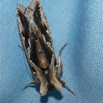 Chrysodeixis argentifera (Tobacco Looper) at Goulburn, NSW - 7 Nov 2024 by glbn1