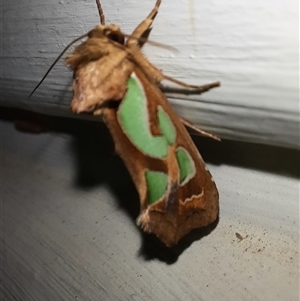 Cosmodes elegans at Goulburn, NSW - 7 Nov 2024 09:03 PM