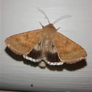 Helicoverpa punctigera at Goulburn, NSW - 7 Nov 2024 09:02 PM