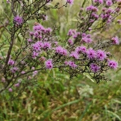 Kunzea parvifolia (Violet Kunzea) at Marulan, NSW - 8 Nov 2024 by trevorpreston