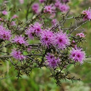 Kunzea parvifolia at Marulan, NSW - 9 Nov 2024 10:50 AM