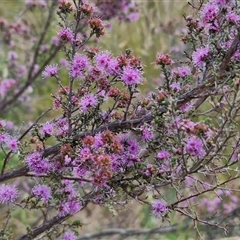 Kunzea parvifolia at Marulan, NSW - 9 Nov 2024 10:50 AM