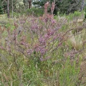 Kunzea parvifolia at Marulan, NSW - 9 Nov 2024 10:50 AM