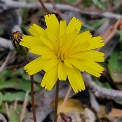 Hypochaeris radicata (Cat's Ear, Flatweed) at Marulan, NSW - 9 Nov 2024 by trevorpreston