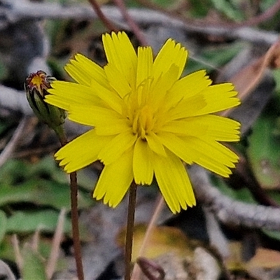 Hypochaeris radicata (Cat's Ear, Flatweed) at Marulan, NSW - 9 Nov 2024 by trevorpreston