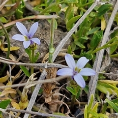 Isotoma fluviatilis subsp. australis (Swamp Isotome) at Marulan, NSW - 8 Nov 2024 by trevorpreston